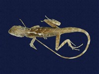 藏品(斯文豪氏攀蜥)的圖片